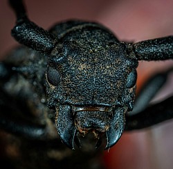 Scarabeo